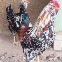تخم مرغ گلین