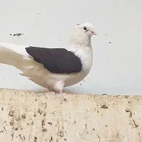 دوکت نر کبوتر