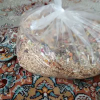 عروس هلندی نر و ماده|پرنده|تهران, تهرانسر شمالی|دیوار