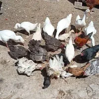 فروش مرغ یکجایی