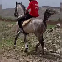 نریان 3ساله تازه سوار