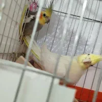 عروس هلندی|پرنده|سرپل ذهاب, |دیوار