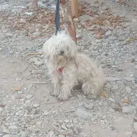 سگ پا کوتاه ماده|سگ|پیشوا, |دیوار