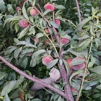 فروش یا معاوضه خانه باغ در روستای غربالبیز|فروش خانه و ویلا|مهریز, |دیوار