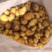 سیب زمینی ارگانیک (بدون‌کود)|خوردنی و آشامیدنی|دیواندره, |دیوار