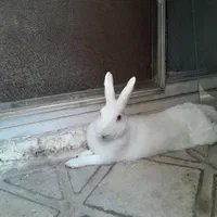 خرگوش خانگی