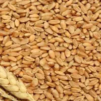 گندم بوجاری شده