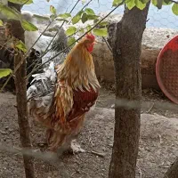 تخم نطفه دار مرغ برهما|حیوانات مزرعه|کاشان, راوند|دیوار
