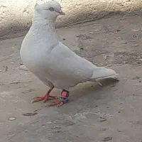 سفید چشم سفید ماده کلایی اسطوره