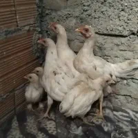 چند عدد جوجه