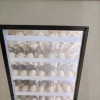 پرورش رایگان بوقلمون|استخدام صنعتی، فنی، مهندسی|اهواز, زندوکیلی|دیوار