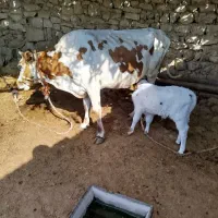 گاو گوساله|حیوانات مزرعه|مسجد سلیمان, |دیوار