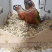 گیرینچیک و ردچیک|پرنده|فردیس, نگارستان|دیوار