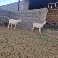 بزغاله سانن، الپاین، ماده