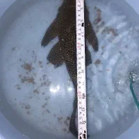 ماهی لجن خوار