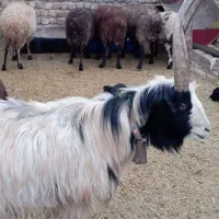 دوبرجلوگرد|حیوانات مزرعه|قمرود, |دیوار