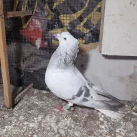 چندتا حیوان هم رنگی هم پرشی