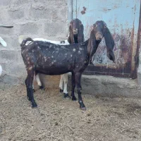 بز پاکستانی اصل