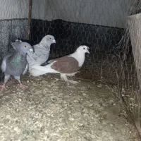 کفتر