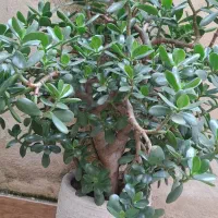 گل یشم ۱۰ ساله