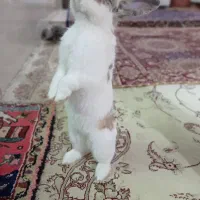 خرگوش خانگی  نر و ماده نژاد لوپ و معمولی