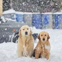 سگ گلدن رتریور