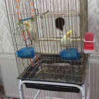 عروس هلندی|پرنده|یزد, |دیوار