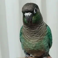 تراکوییس ماده با تست