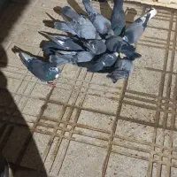 کبوتر|پرنده|فرخ‌شهر, |دیوار