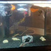 آکواریوم شیشه خم|ماهی|اندیشه, شهرک المهدی|دیوار