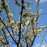 باغ ویلایی زمین خالی زمین دور دیوار