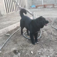 سگ قدرجونی 16 ماهه