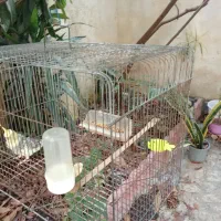 عروس هلندی نر