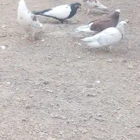 کفتر در هم دورگ تهرانی قاطیه|پرنده|خاوران, |دیوار