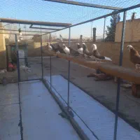 کبوتر جوجه|پرنده|ری, ولی آباد|دیوار