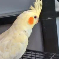 طوطی عروس هلندی|پرنده|قزوین, |دیوار