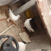 کفتر|پرنده|اهواز, معین زاده|دیوار