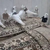 ۱۰عدد کبوتر