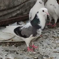 کبوتر غریب گیری پرشی