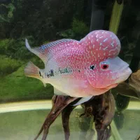 آکواریوم ماهیران. آکوا. دلسا و فلاور|ماهی|ری, شهرری|دیوار