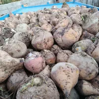 چغندر قند و دامی