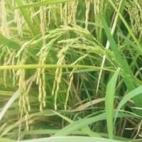 کود شیمیایی اوره