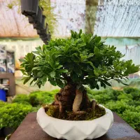 بنسای میخک هندی