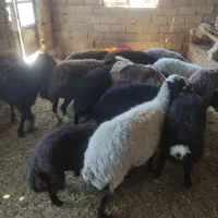 6راس میش مهربانی میش چاق بره ها درشت