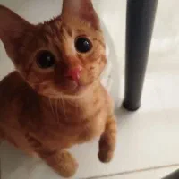 واگذاری گربه نارنجی|گربه|مشهد, ادیب نیشابوری (شهرک غرب)|دیوار