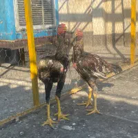 خروس باری