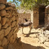 فروش الاغ با کره اش  جوان و باری