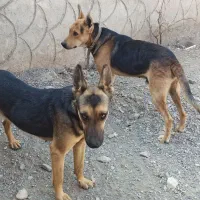 سگ ژرمن و گرگی