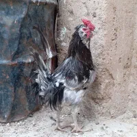 مرغ خروس گلین اصل|حیوانات مزرعه|شیراز, داریون|دیوار