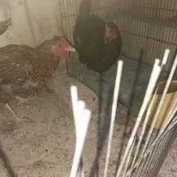 مرغ لری محلی تخم گذار